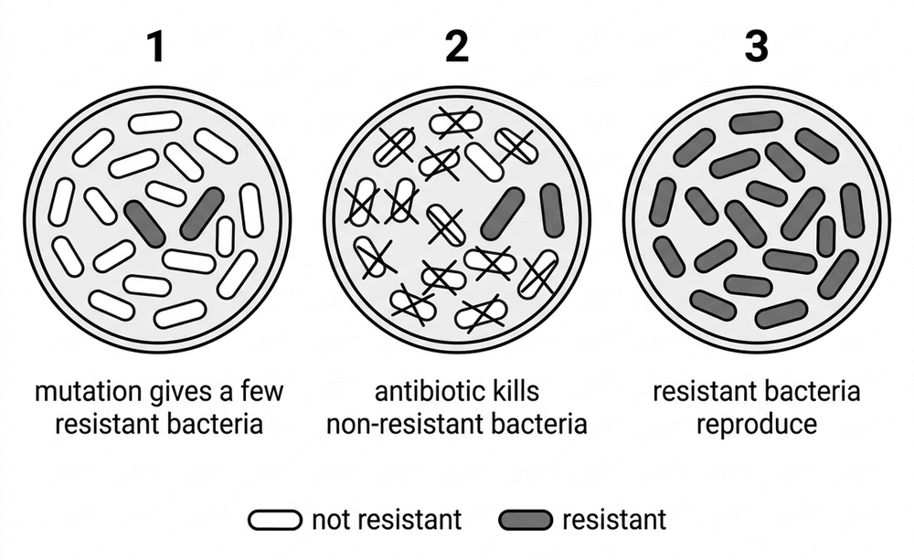 bio antibiotic resistance