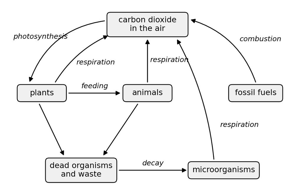 bio carbon cycle