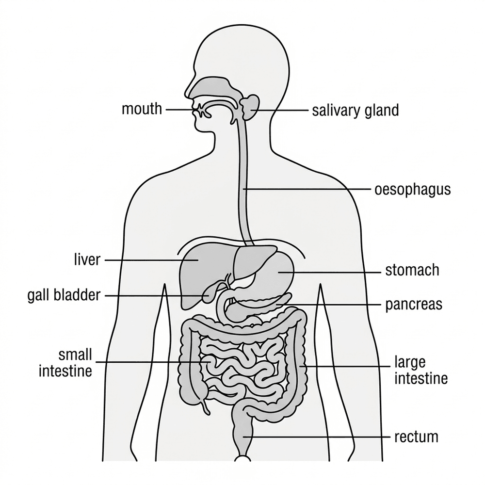 bio digestive system