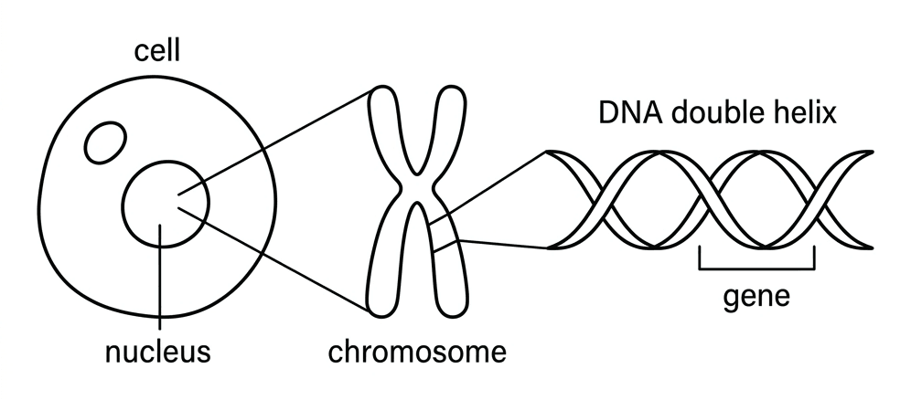bio dna chromosome gene