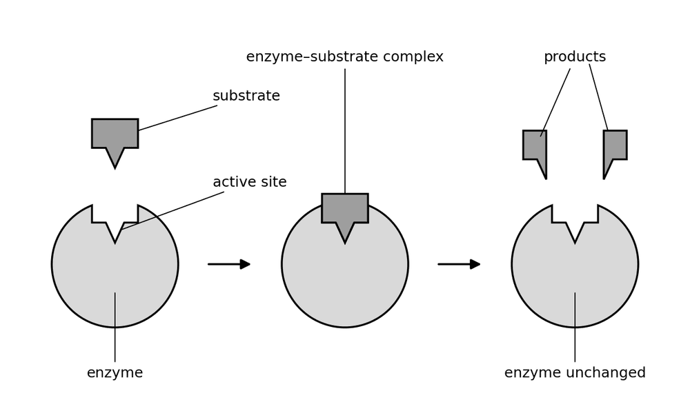 bio enzyme lock and key