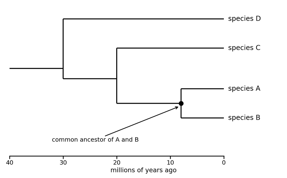 bio evolutionary tree