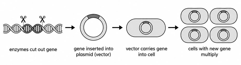 bio genetic engineering steps