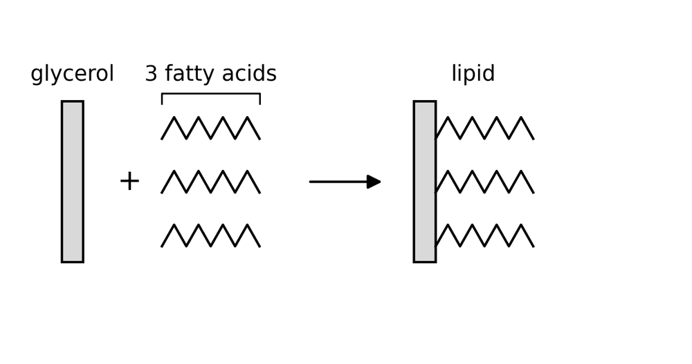 bio lipid synthesis