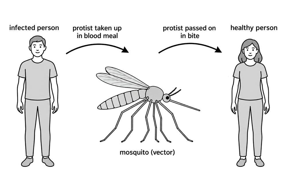 bio malaria mosquito vector