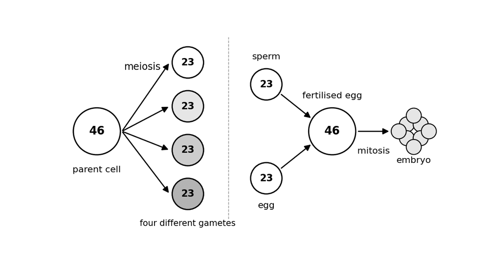 bio meiosis fertilisation