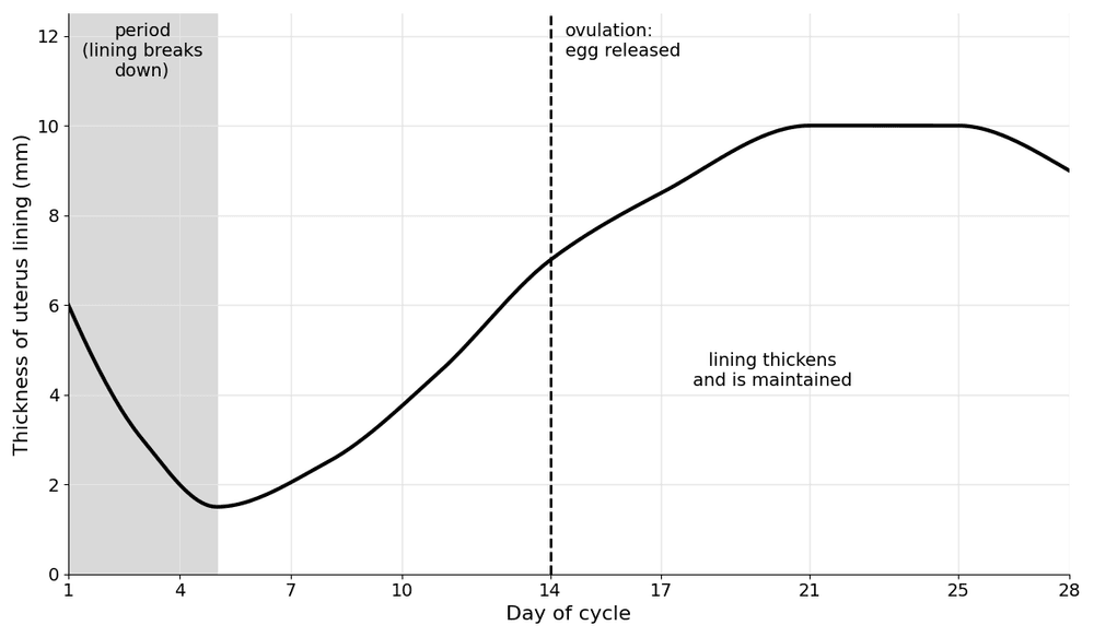 bio menstrual cycle timeline