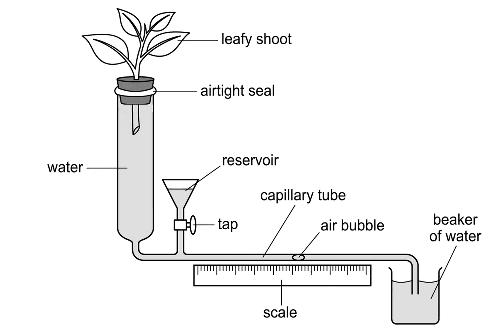 bio potometer