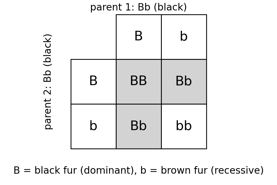 bio punnett square mice