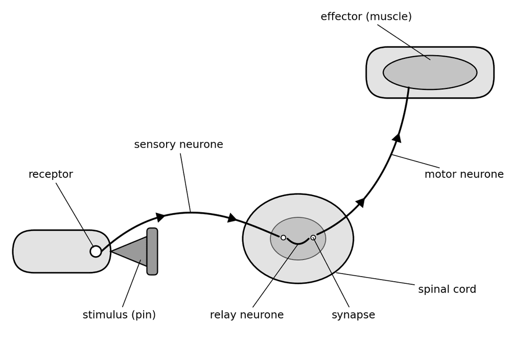 bio reflex arc