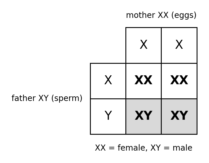 bio sex determination cross