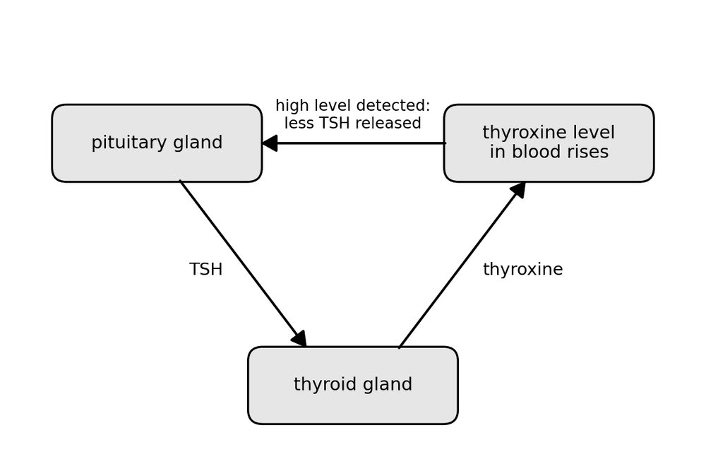 bio thyroxine feedback